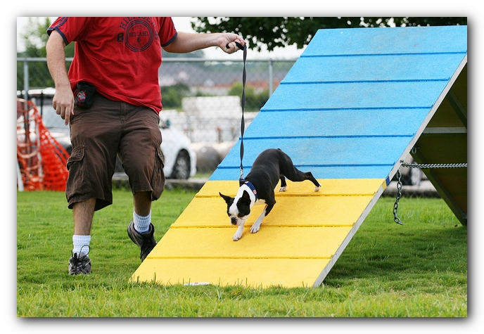 Howie the Sunwoods Boston Terrier Puppy - Agility