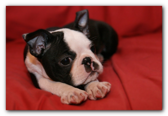 Howie the Sunwoods Boston Terrier Puppy