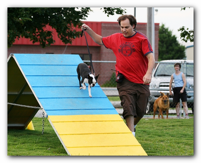 Howie the Sunwoods Boston Terrier Puppy - Agility