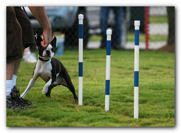 Howie the Sunwoods Boston Terrier Puppy - Agility