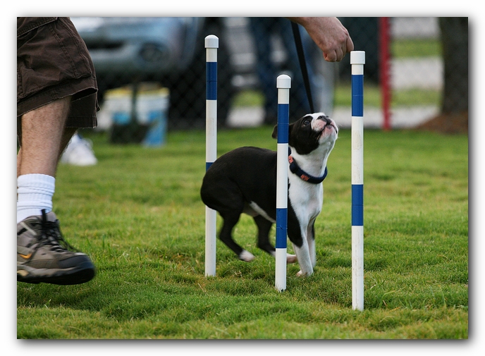 Howie the Sunwoods Boston Terrier Puppy - Agility