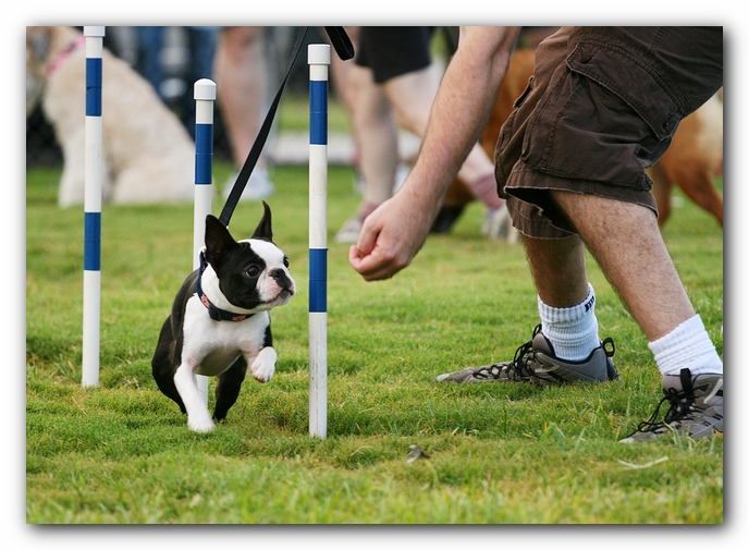 Howie the Sunwoods Boston Terrier Puppy - Agility