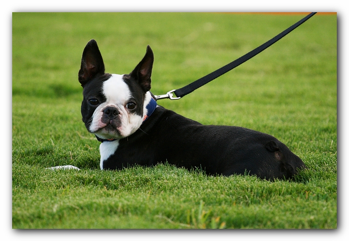 Howie the Sunwoods Boston Terrier Puppy - Agility