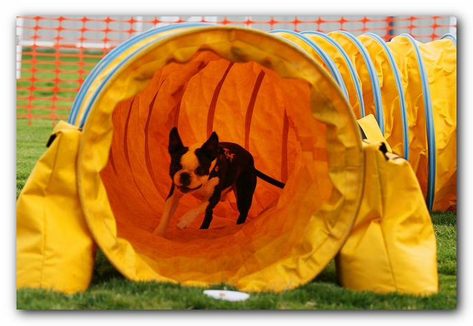 Howie the Sunwoods Boston Terrier Puppy - Agility