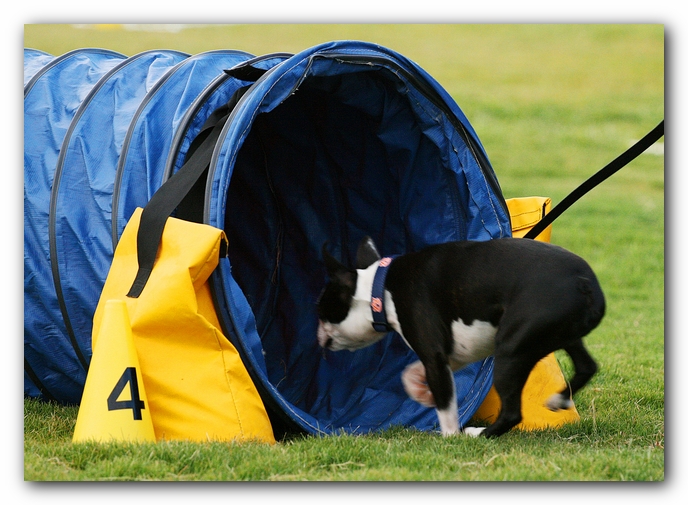 Howie the Sunwoods Boston Terrier Puppy - Agility