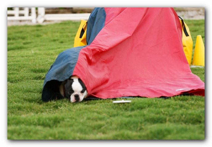 Howie the Sunwoods Boston Terrier Puppy - Agility
