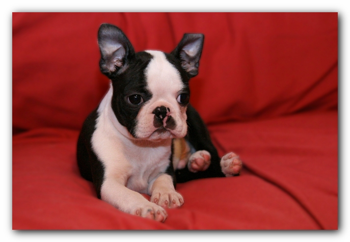 Howie the Sunwoods Boston Terrier Puppy