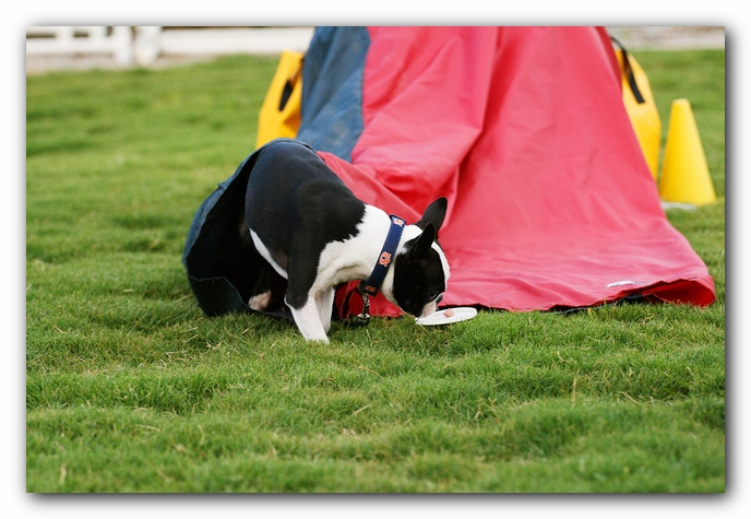 Howie the Sunwoods Boston Terrier Puppy - Agility