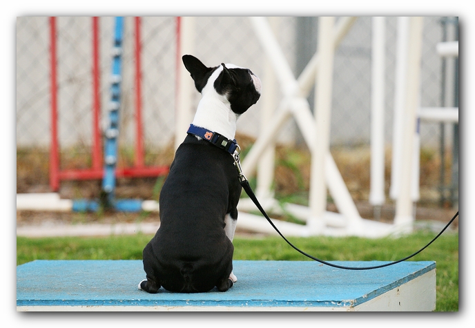 Howie the Sunwoods Boston Terrier Puppy - Agility