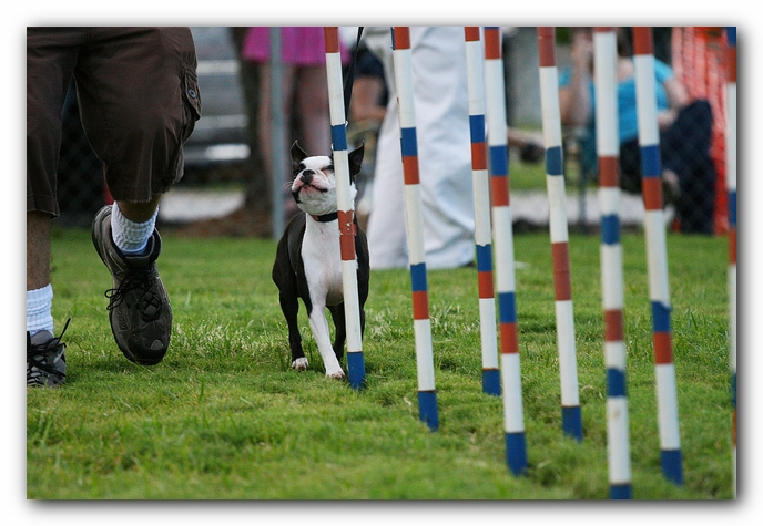 Howie the Sunwoods Boston Terrier Puppy - Agility