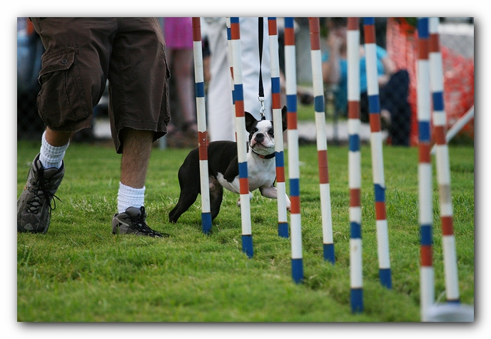 Howie the Sunwoods Boston Terrier Puppy - Agility