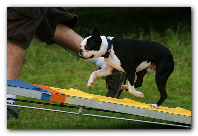 Howie the Sunwoods Boston Terrier Puppy - Agility