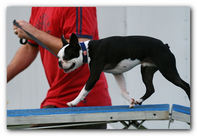 Howie the Sunwoods Boston Terrier Puppy - Agility
