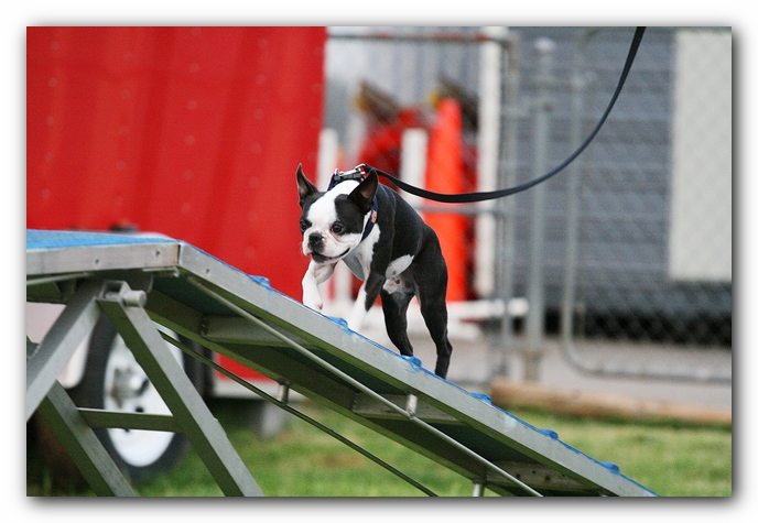 Howie the Sunwoods Boston Terrier Puppy - Agility