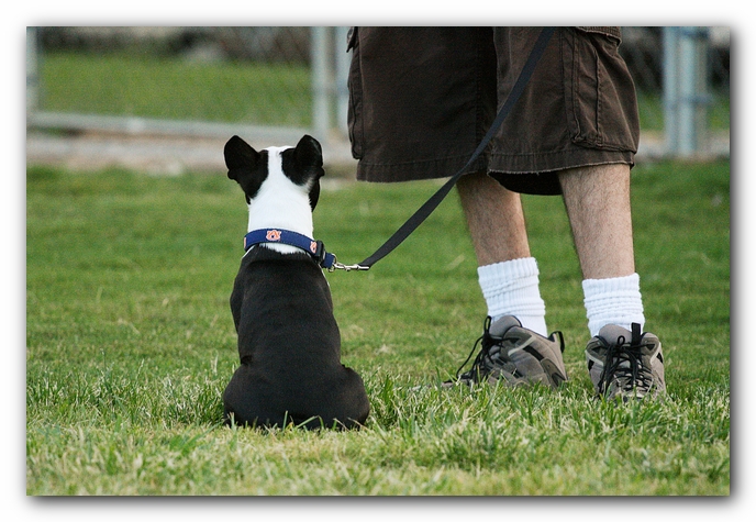 Howie the Sunwoods Boston Terrier Puppy - Agility