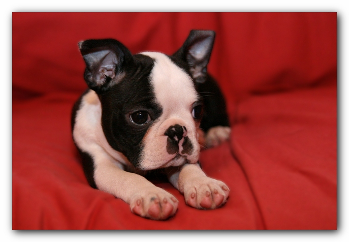 Howie the Sunwoods Boston Terrier Puppy