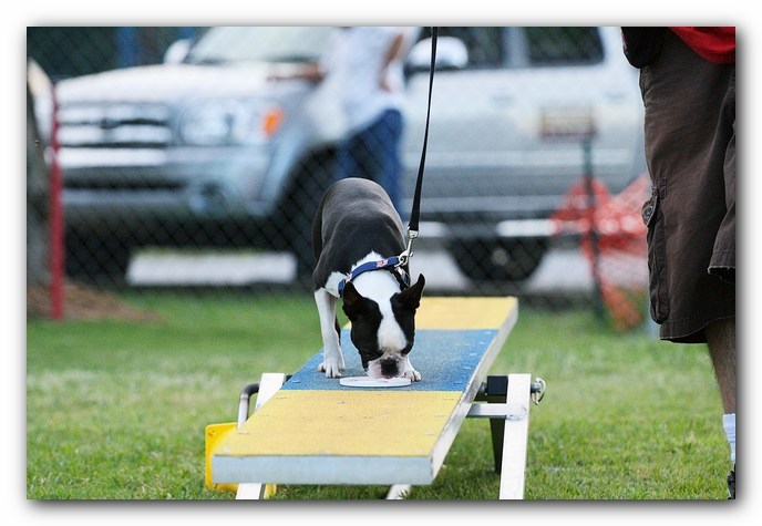 Howie the Sunwoods Boston Terrier Puppy - Agility