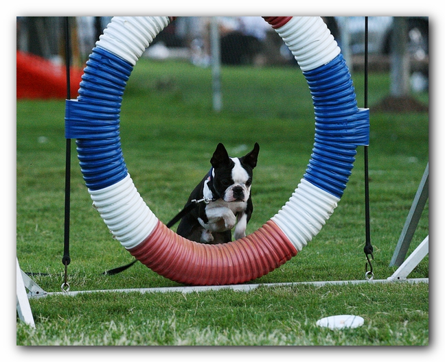 Howie the Sunwoods Boston Terrier Puppy - Agility