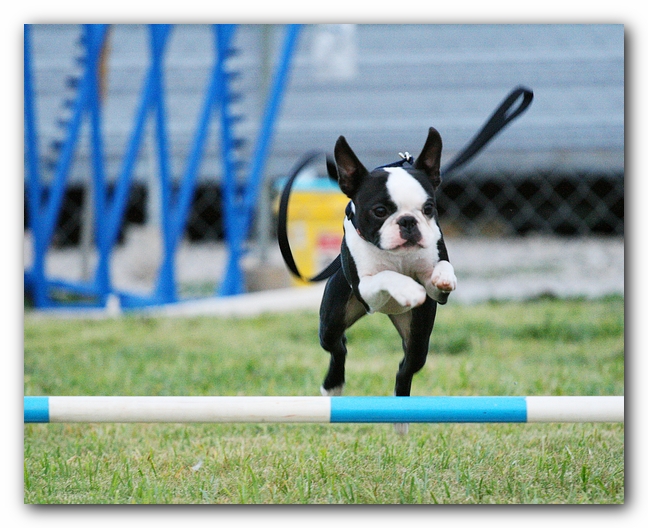 Howie the Sunwoods Boston Terrier Puppy - Agility