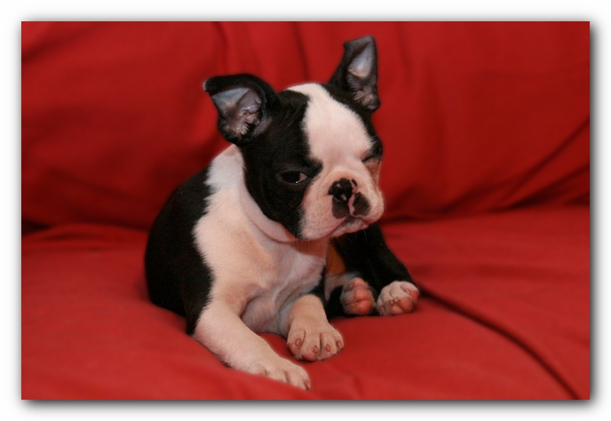 Howie the Sunwoods Boston Terrier Puppy