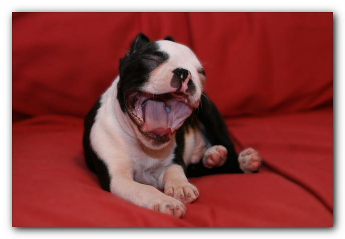 Howie the Sunwoods Boston Terrier Puppy