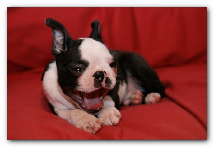 Howie the Sunwoods Boston Terrier Puppy