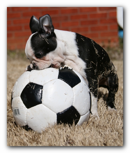 Howie the Sunwoods Boston Terrier Puppy