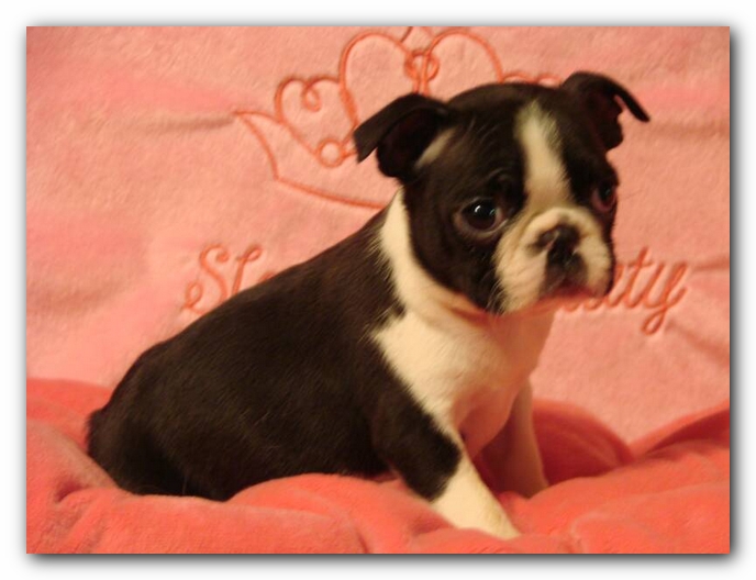 Tabitha, Howie's littermate
