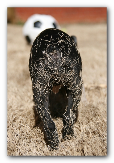 Howie the Sunwoods Boston Terrier Puppy
