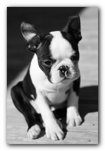 Howie the Sunwoods Boston Terrier Puppy