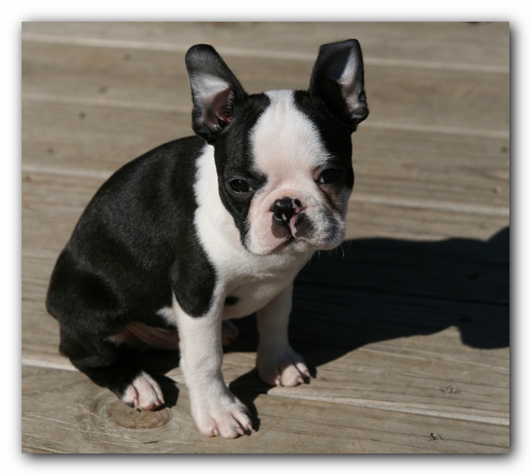 Howie the Sunwoods Boston Terrier Puppy