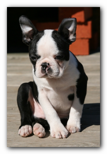 Howie the Sunwoods Boston Terrier Puppy