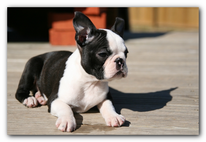 Howie the Sunwoods Boston Terrier Puppy