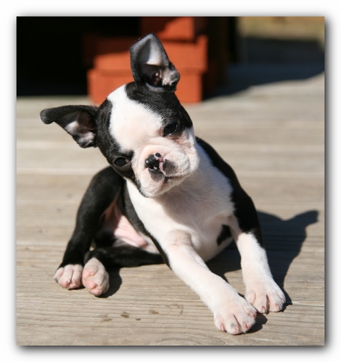 Howie the Sunwoods Boston Terrier Puppy