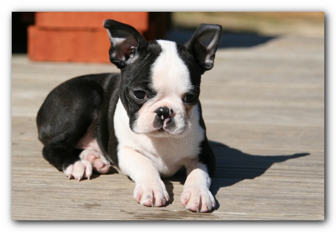 Howie the Sunwoods Boston Terrier Puppy