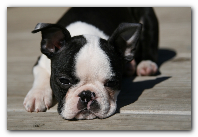 Howie the Sunwoods Boston Terrier Puppy