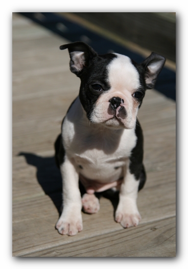 Howie the Sunwoods Boston Terrier Puppy