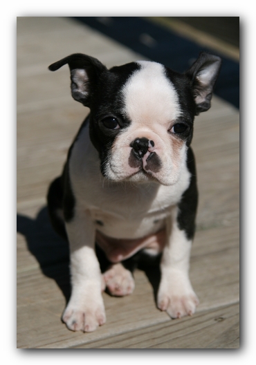 Howie the Sunwoods Boston Terrier Puppy