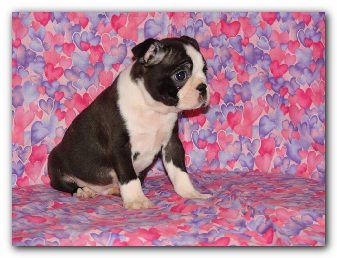 Travis, Howie's littermate