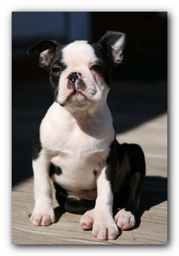Howie the Sunwoods Boston Terrier Puppy