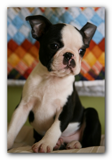 Howie the Sunwoods Boston Terrier Puppy