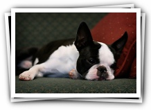 boston terrier puppies