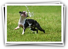 howie boston terrier puppy hose