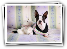 boston terrier puppies