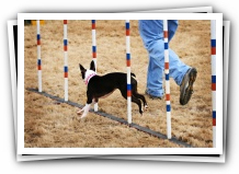 miley boston terrier puppy