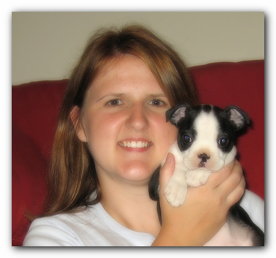 Miley the Boston Terrier Puppy