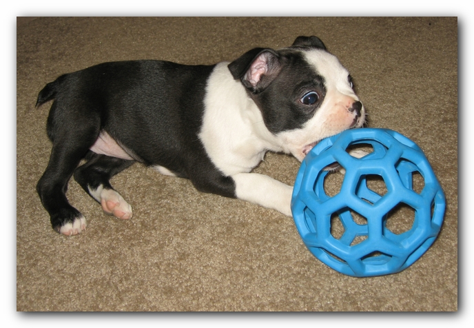 Miley the Boston Terrier Puppy