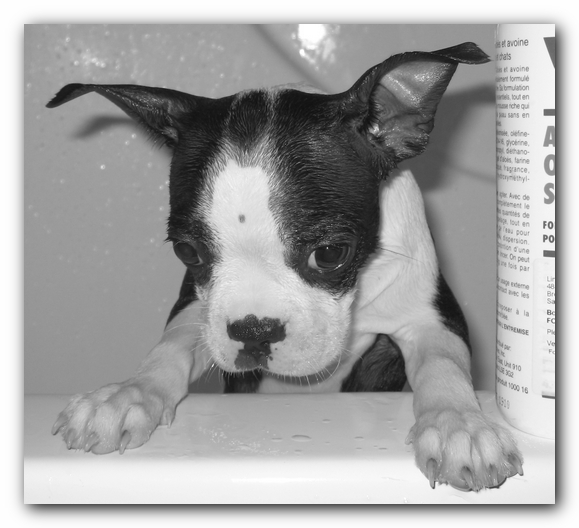 Miley's 12 Week Birthday