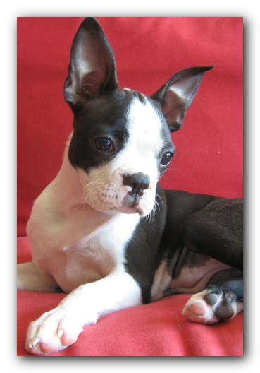 Miley the Boston Terrier Puppy