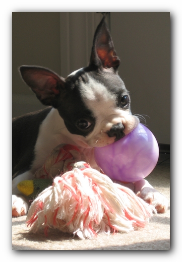 Miley the Boston Terrier Puppy